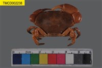 藏品(平額石扇蟹)的圖片